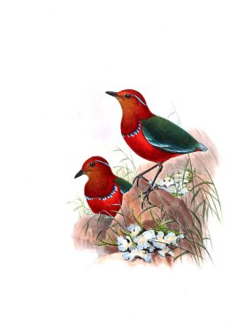 Hayvanlar eski resim çizimi