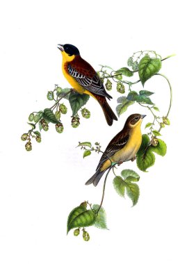 Hayvanlar eski resim çizimi