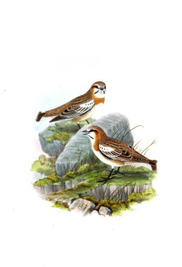 Hayvanlar eski resim çizimi