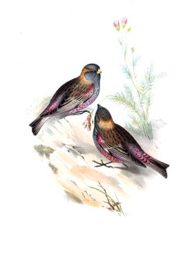 Hayvanlar eski resim çizimi