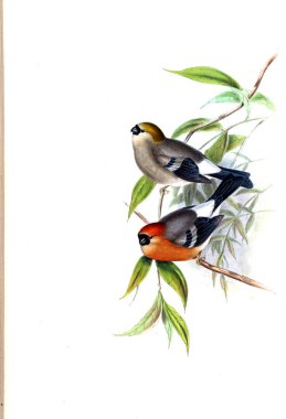 Hayvanlar eski resim çizimi