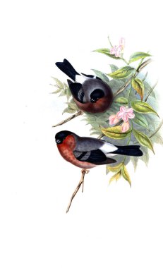 Hayvanlar eski resim çizimi