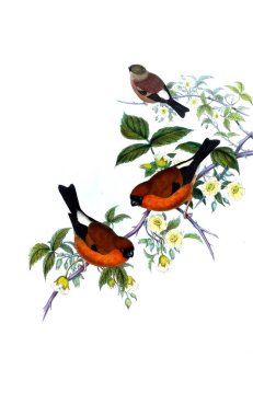 Hayvanlar eski resim çizimi