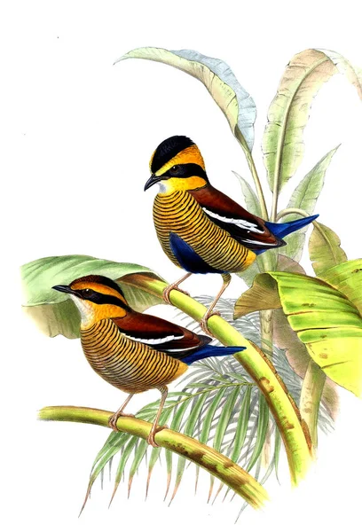 Hayvanlar eski resim çizimi