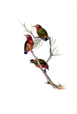 Hayvanlar eski resim çizimi