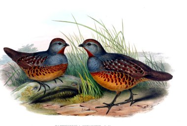 Hayvanlar eski resim çizimi