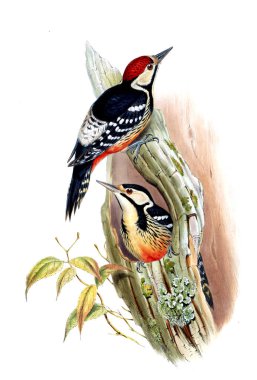 Hayvanlar eski resim çizimi