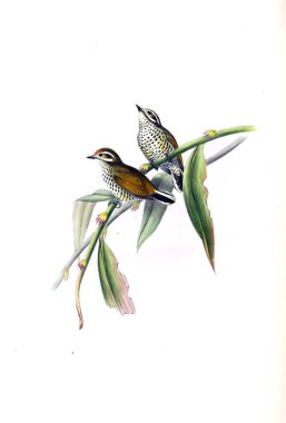 Hayvanlar eski resim çizimi