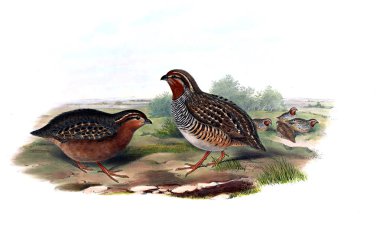 Hayvanlar eski resim çizimi