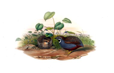 Hayvanlar eski resim çizimi