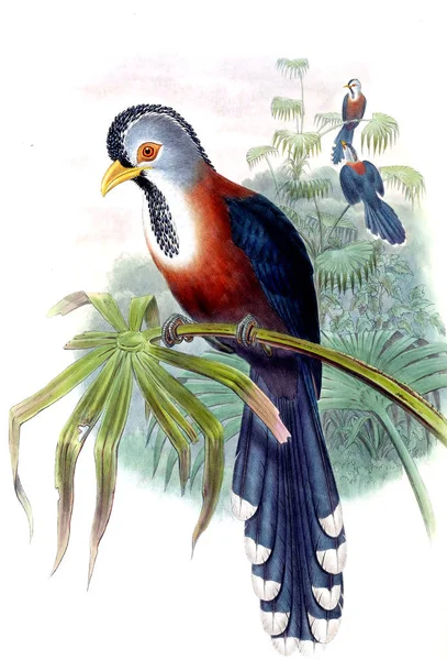 Illustration of animals old image
