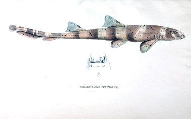 Hayvan eski resim çizimi