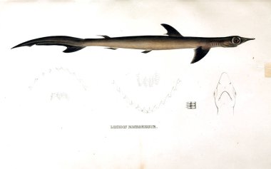 Hayvan eski resim çizimi