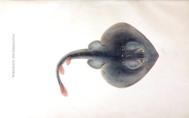 Hayvan eski resim çizimi