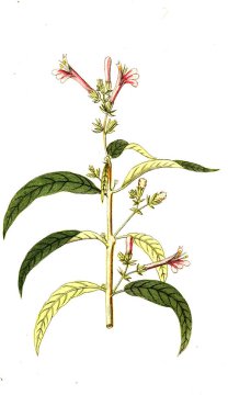 Botanik tema. Eski resim