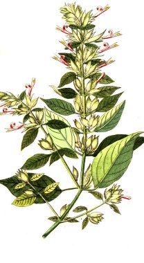 Botanik tema. Eski resim