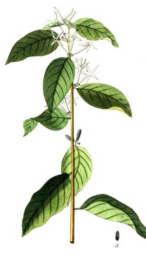 Botanik tema. Eski resim