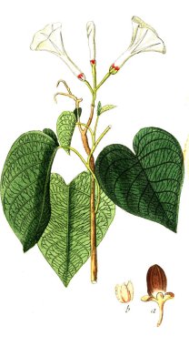 Botanik tema. Eski resim