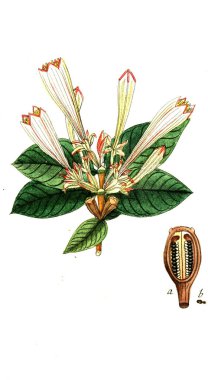 Botanik tema. Eski resim