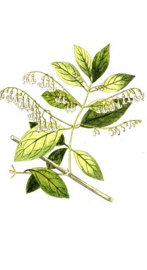 Botanik tema. Eski resim