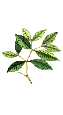 Botanik tema. Eski resim