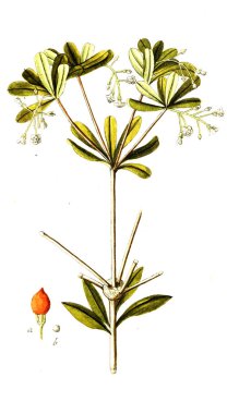 Botanik tema. Eski resim