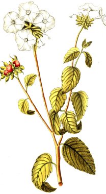 Botanik tema. Eski resim