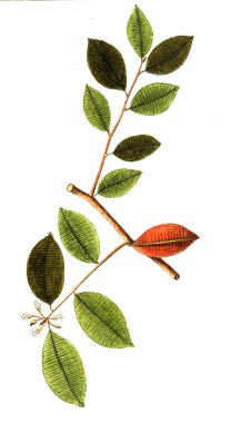 Botanik tema. Eski resim