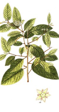 Botanik tema. Eski resim