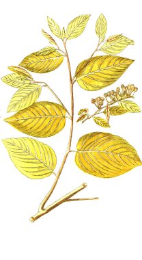 Botanik tema. Eski resim