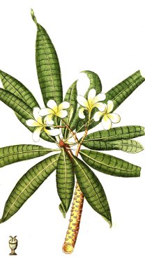 Botanik tema. Eski resim