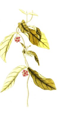 Botanik tema. Eski resim