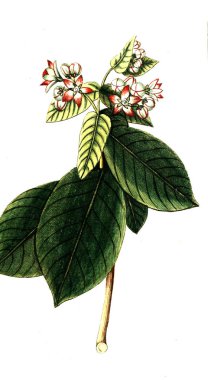 Botanik tema. Eski resim