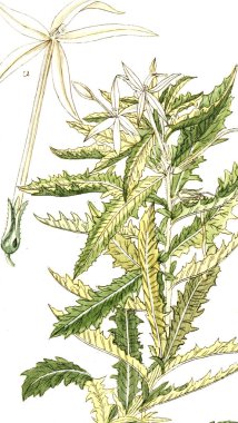 Botanik tema. Eski resim