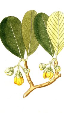 Botanik tema. Eski resim