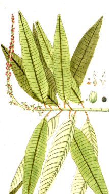 Botanik tema. Eski resim