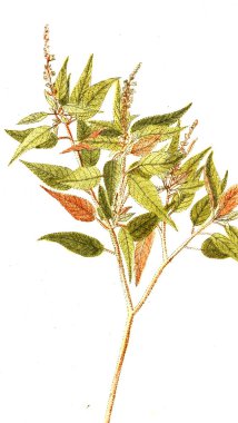 Botanik tema. Eski resim