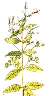 Botanik tema. Eski resim