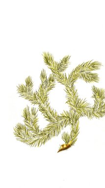 Botanik tema. Eski resim