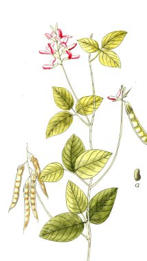 Botanik tema. Eski resim