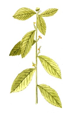 Botanik tema. Eski resim