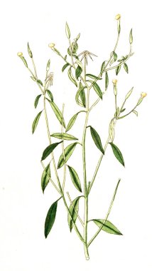 Botanik tema. Eski resim