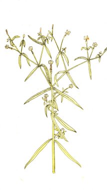 Botanik tema. Eski resim