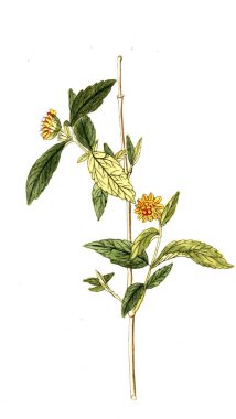 Botanik tema. Eski resim