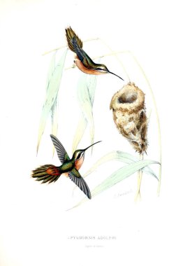 Illustration of a Hummingbird. Old image clipart