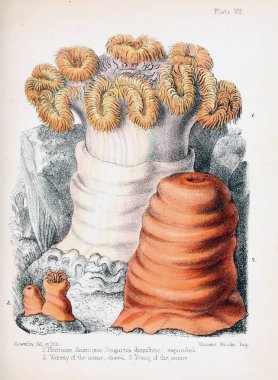 hayvan Illustration. Eski resim