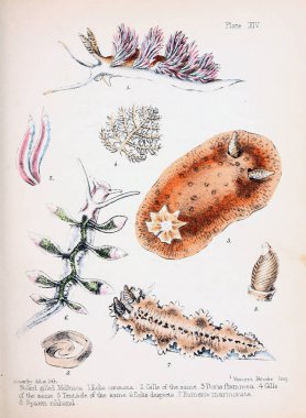 hayvan Illustration. Eski resim