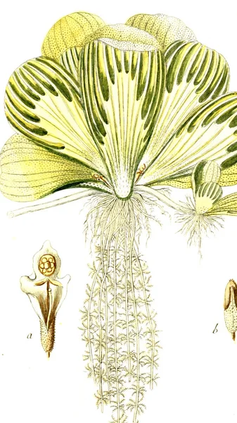 Ботаническая Тема Старое Изображение — стоковое фото