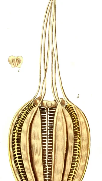 Botaniczny Tematu Stary Obraz — Zdjęcie stockowe