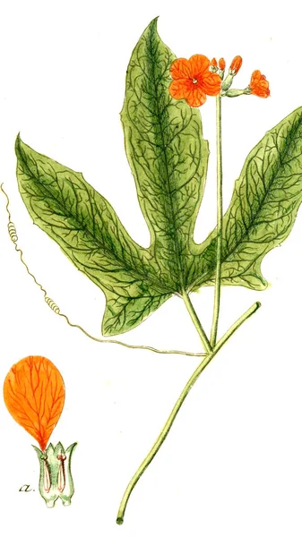Botanical Theme Old Image — Stock Photo, Image